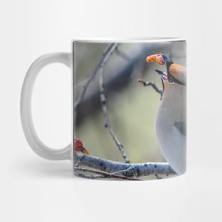 Bohemian Waxwing. Mug